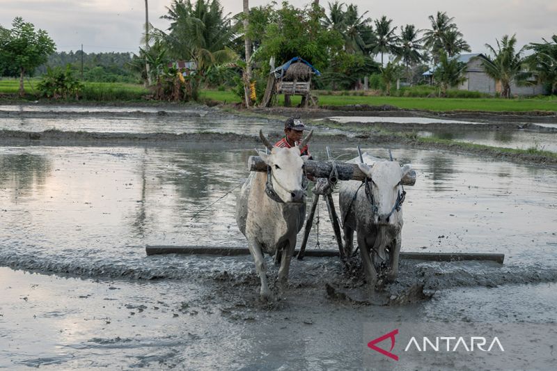 Surplus beras hingga Juli 2023