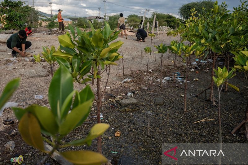 Pembersihan pantai di area konservasi mangrove