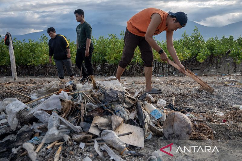 Pembersihan pantai di area konservasi mangrove