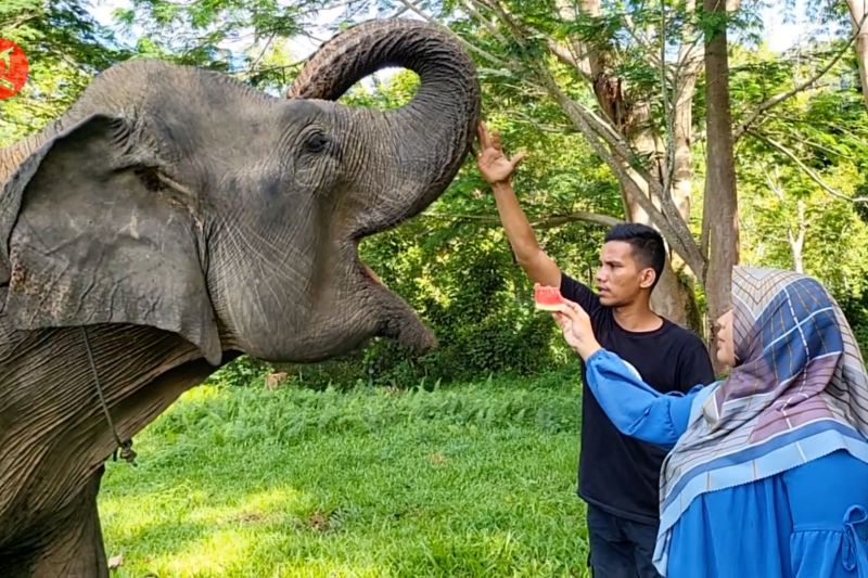 Mengunjungi Kawasan Wisata Konservasi Gajah Di Aceh Jaya Asosiasi Emiten Indonesia 7797