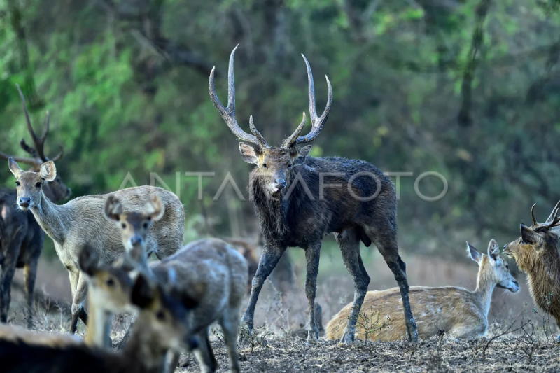 Rusa Timor di TN Baluran