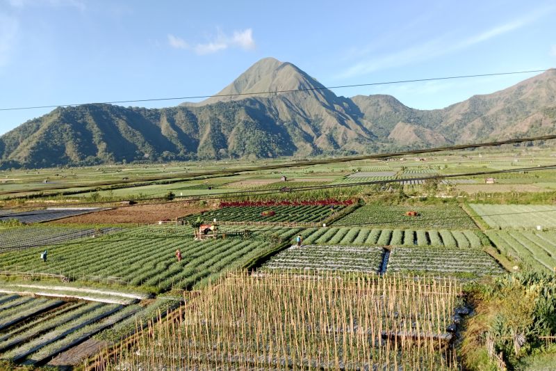 Suhu udara di kaki Gunung Rinjani mencapai 11,5 derajat celsius