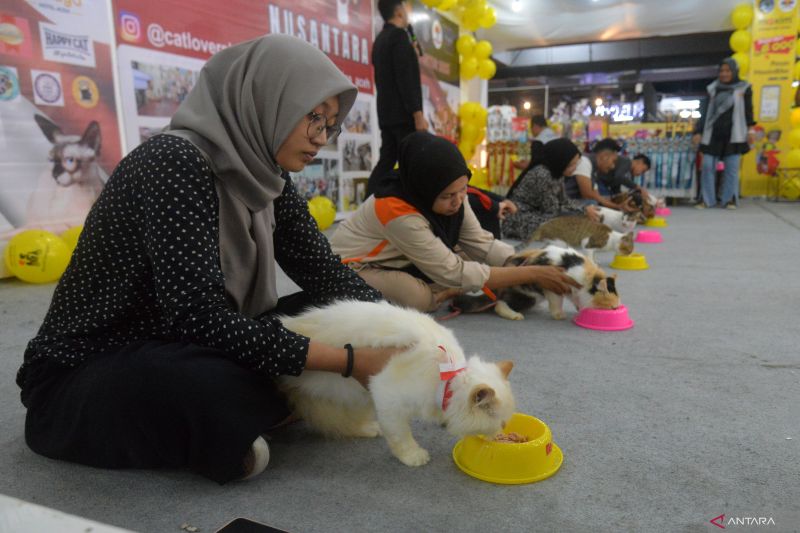 Jenis penyakit kucing dan gejalanya