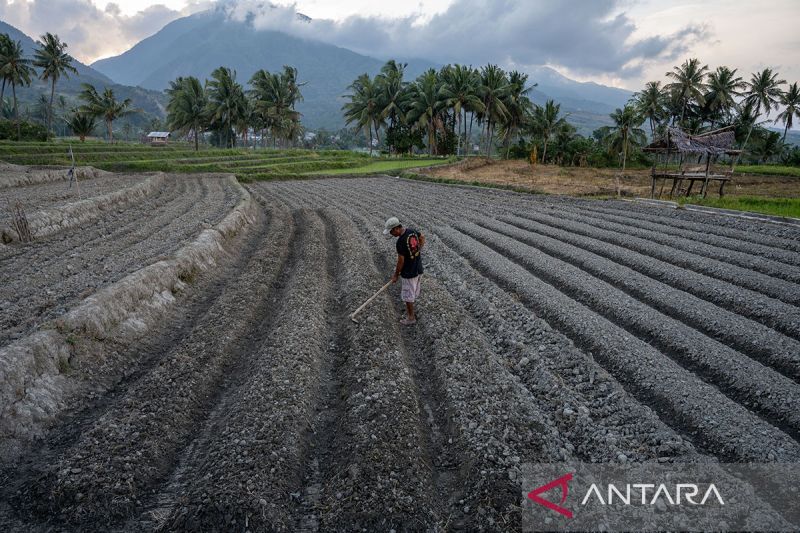 Bantuan benih antisipasi dampak El Nino