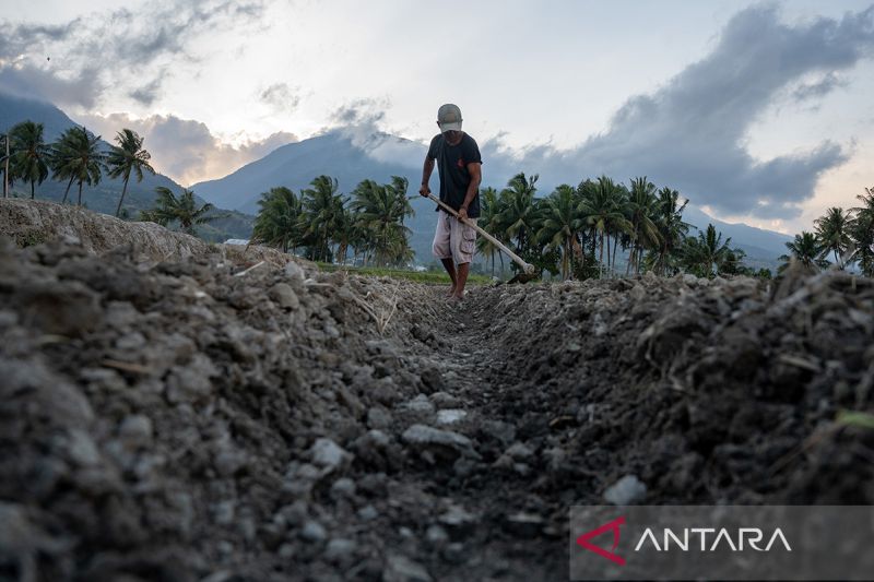 Bantuan benih antisipasi dampak El Nino