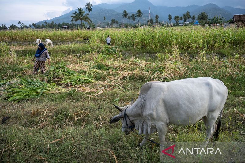 Pemanfaatan sisa tanaman jagung untuk pakan ternak