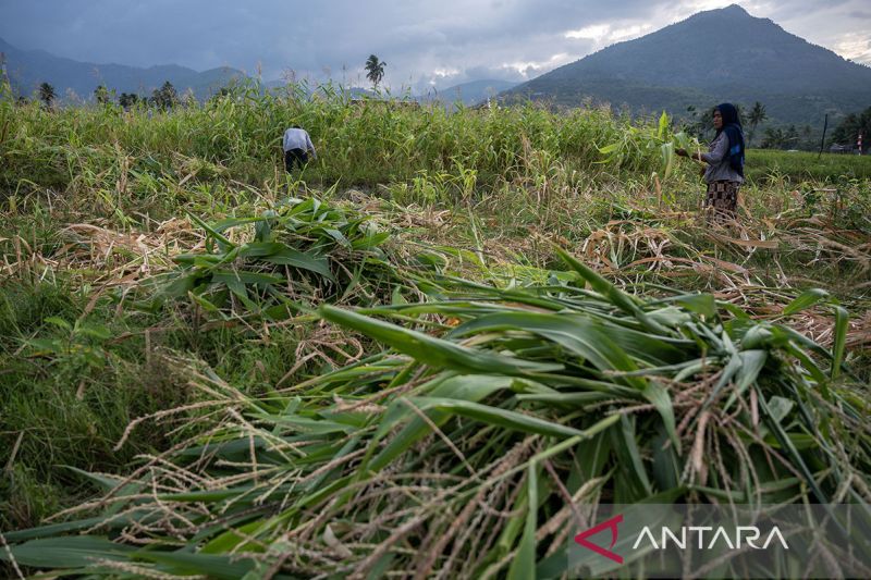 Pemanfaatan sisa tanaman jagung untuk pakan ternak