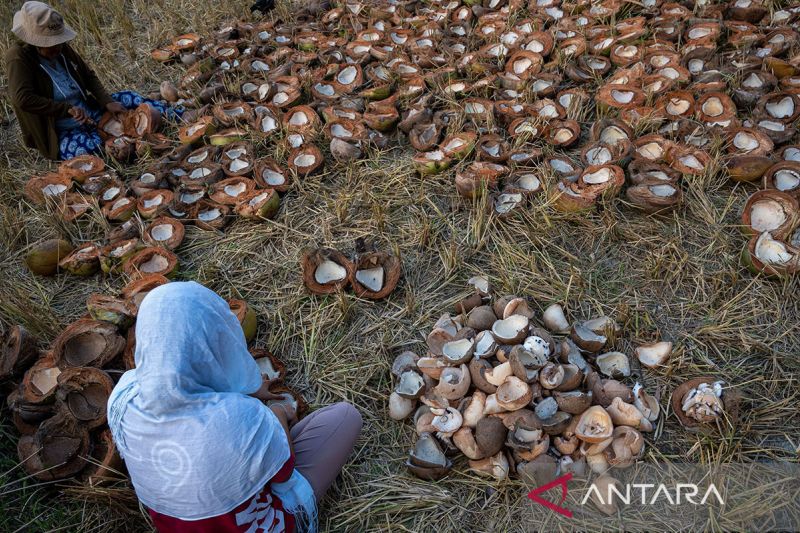 Produktivitas tanaman kelapa