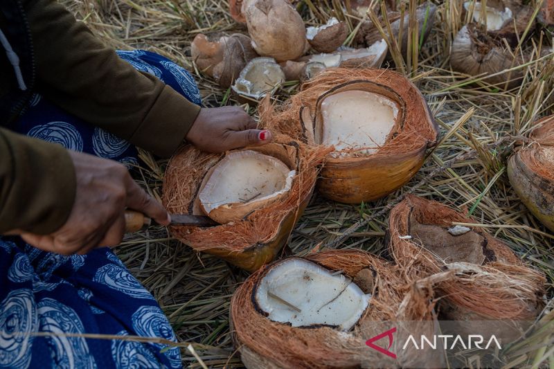 Produktivitas tanaman kelapa