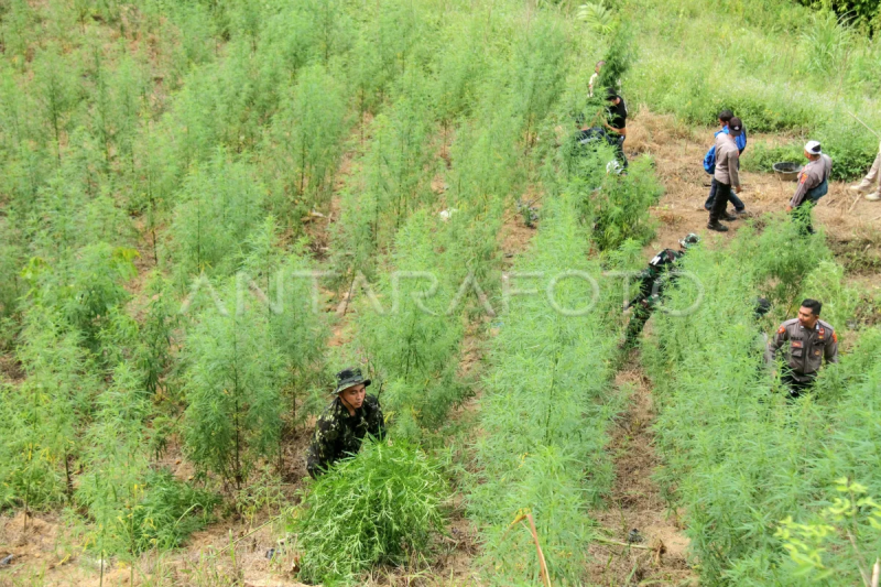 Operasi lanjutan pemusnahan ladang ganja Aceh