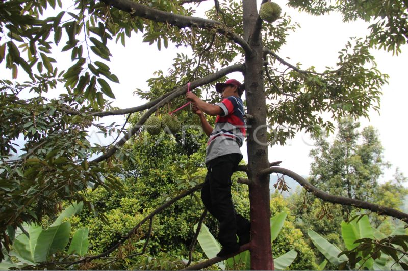 Budi daya durian duri hitam di Jombang