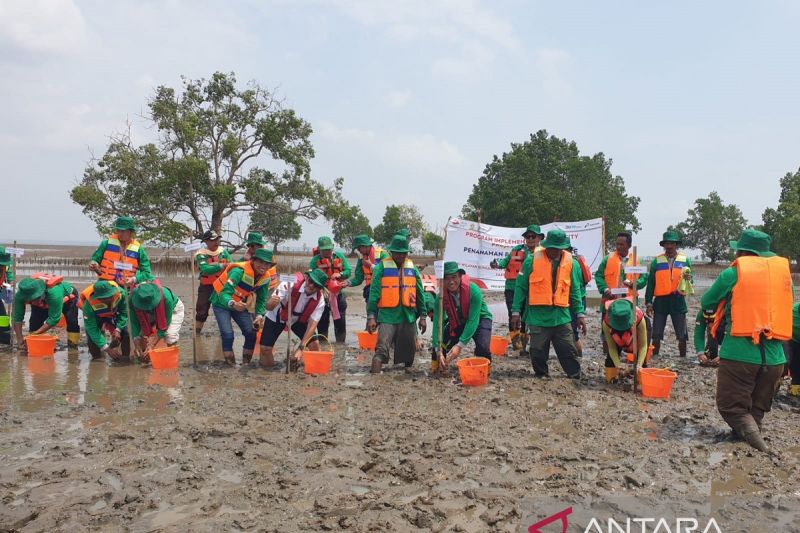 PTKPI berjuang tanam mangrove kado HUT RI