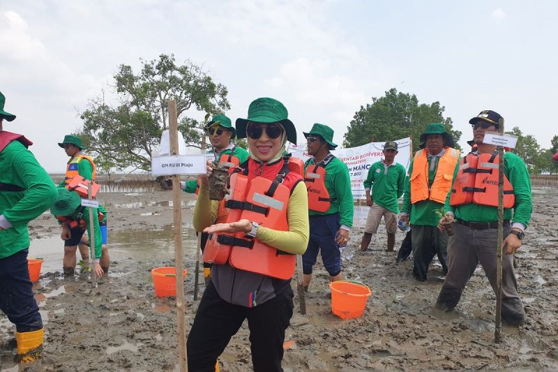 PTKPI berjuang tanam mangrove kado HUT RI