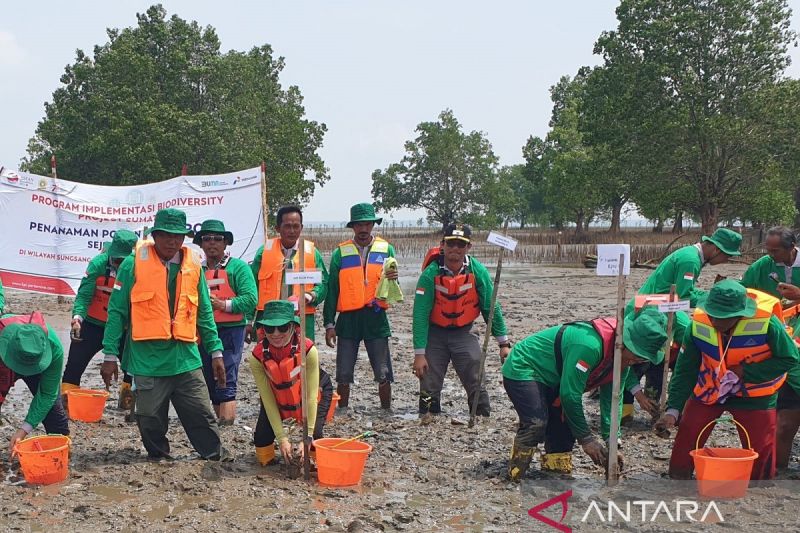 PTKPI berjuang tanam mangrove kado HUT RI