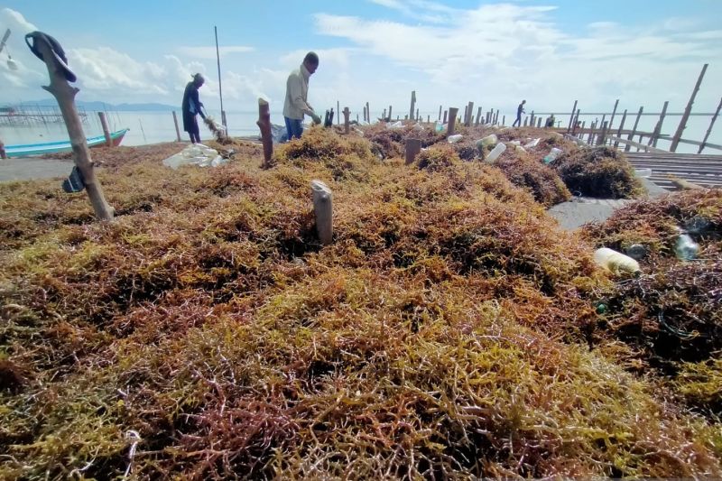 Ekonomi Kaltara 2023 tumbuh tinggi kinerja positif sektor utama