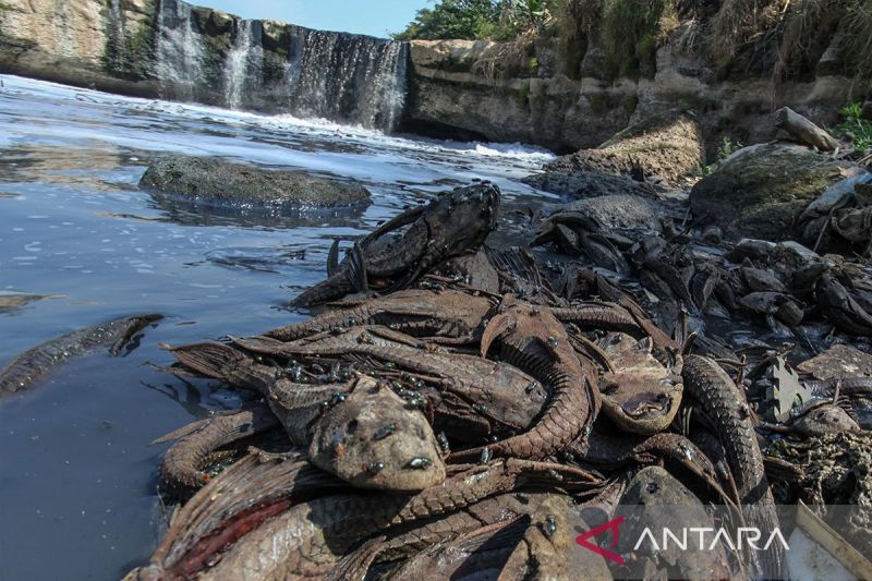 6 bahaya mengonsumsi ikan sapu-sapu untuk kesehatan tubuh