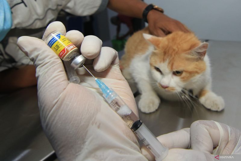 kenali-8-gejala-kucing-sakit-agar-bisa-segera-ditangani-sebelum-parah