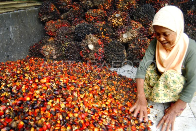 Diskriminasi minyak sawit berdampak pada kepentingan nasional Indonesia: resmi