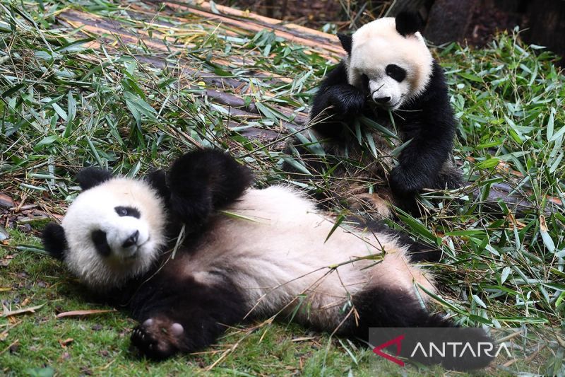 Beijing harap pasangan panda dapat eratkan persahabatan China-Spanyol