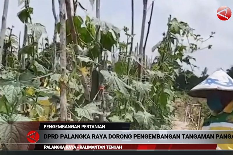 DPRD Palangka Raya dorong pengembangan tanaman pangan