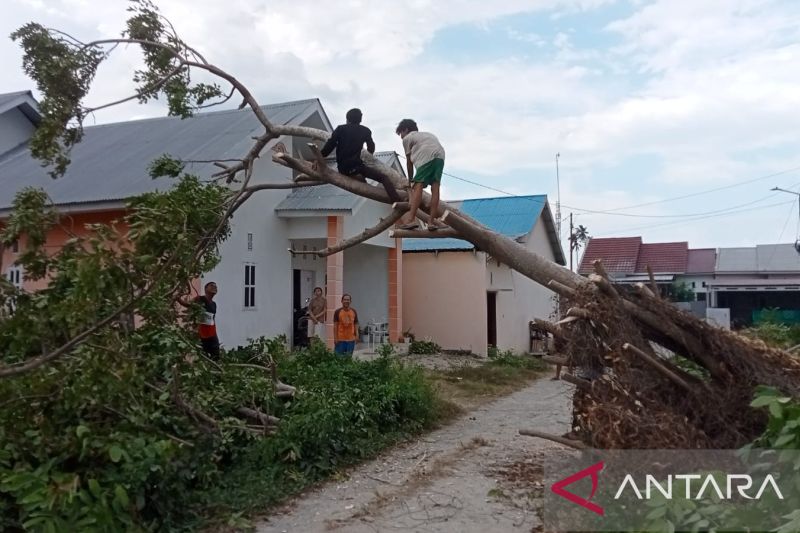 Pohon tumbang diterpa angin kencang