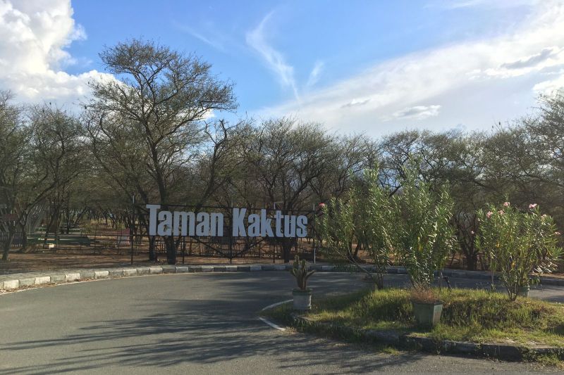 Keunikan Taman pohon Kaktus di Hutan Kota Palu