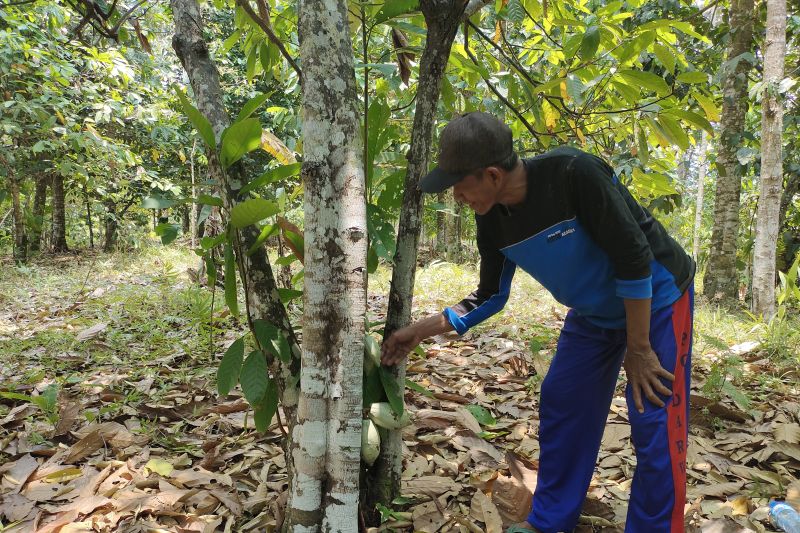 melihat-pemanfaatan-hutan-untuk-cadangan-pangan-indonesia