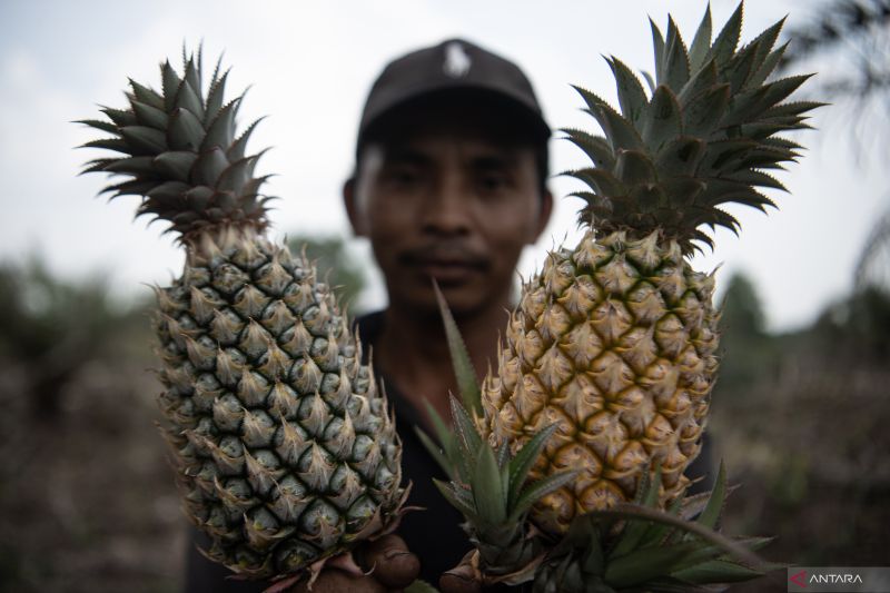 mengenal-7-manfaat-buah-nanas-untuk-kesehatan-dan-kecantikan