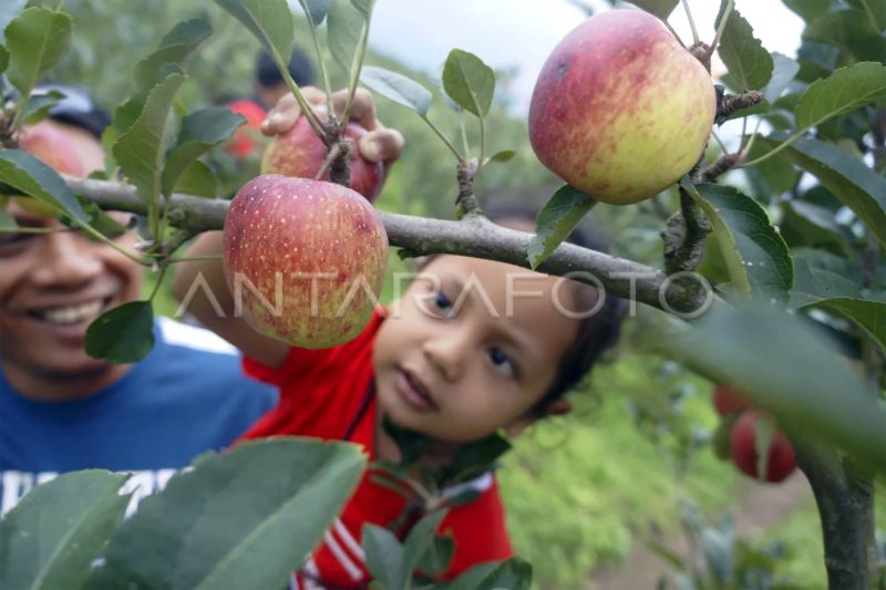 8-buah-yang-bisa-redakan-demam-tinggi-secara-alami