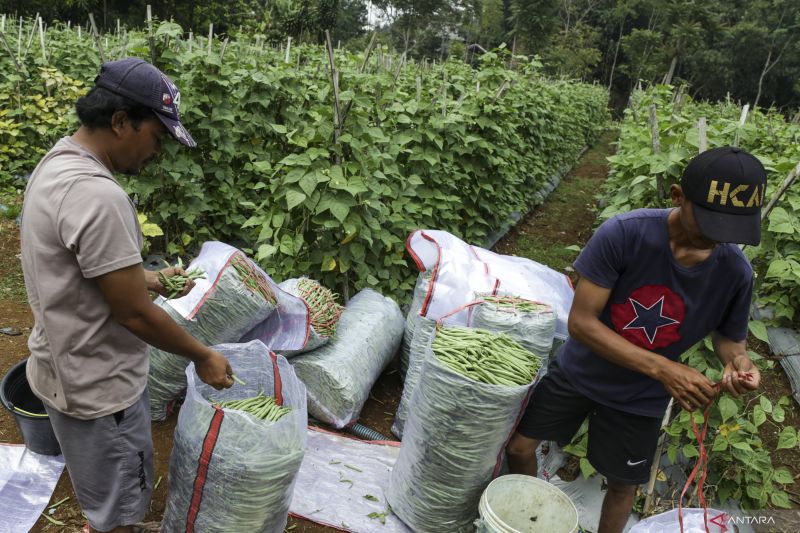 Beragam manfaat vitamin B untuk kesehatan tubuh hingga fungsi otak