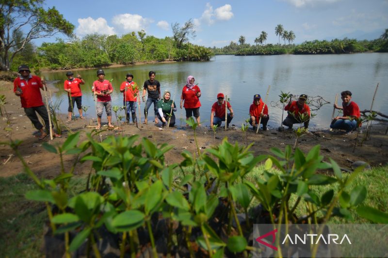 Menanam Bibit Mangrove