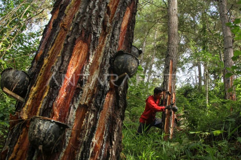 Getah pinus masuk peta jalan Hilirisasi Investasi Strategis