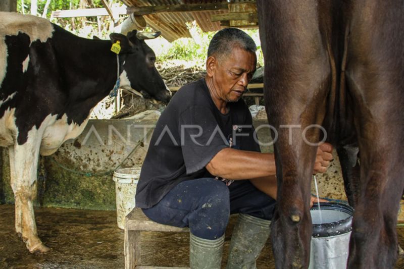 Potensi pengembangan peternakan sapi perah di Enrekang