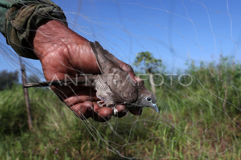 Berburu burung perkutut liar