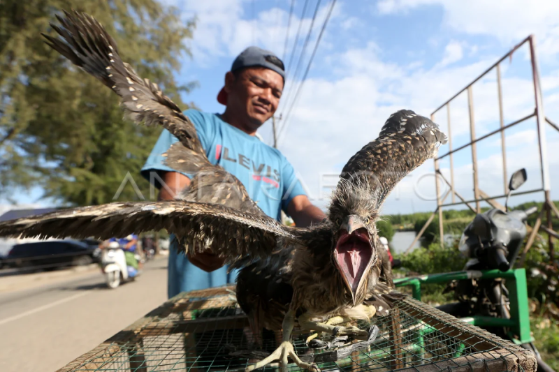 Perdagangan burung kowak malam abu