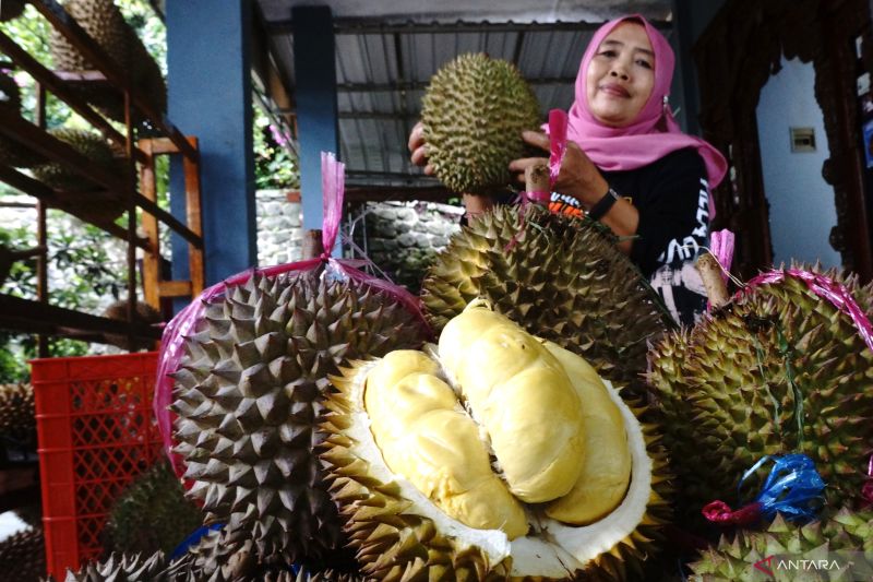 mengenal-ragam-jenis-durian-ada-yang-rasanya-legit-manis-hingga-pahit