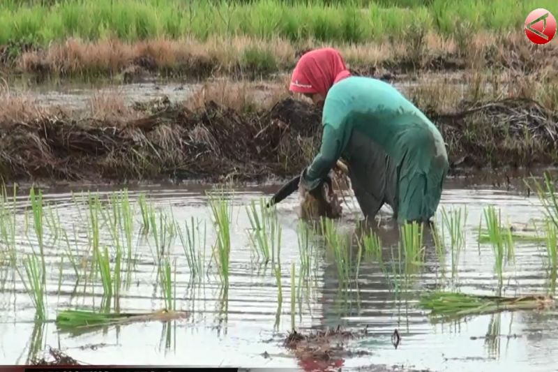 Anggota DPRD Kabupaten Seruyan minta perhatikan para petani