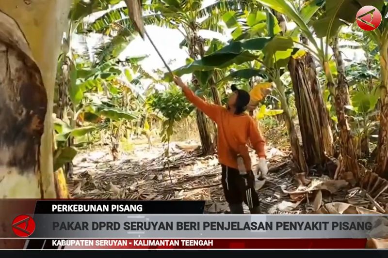 Bakteri yang menyerang tanaman pisang di Seruyan