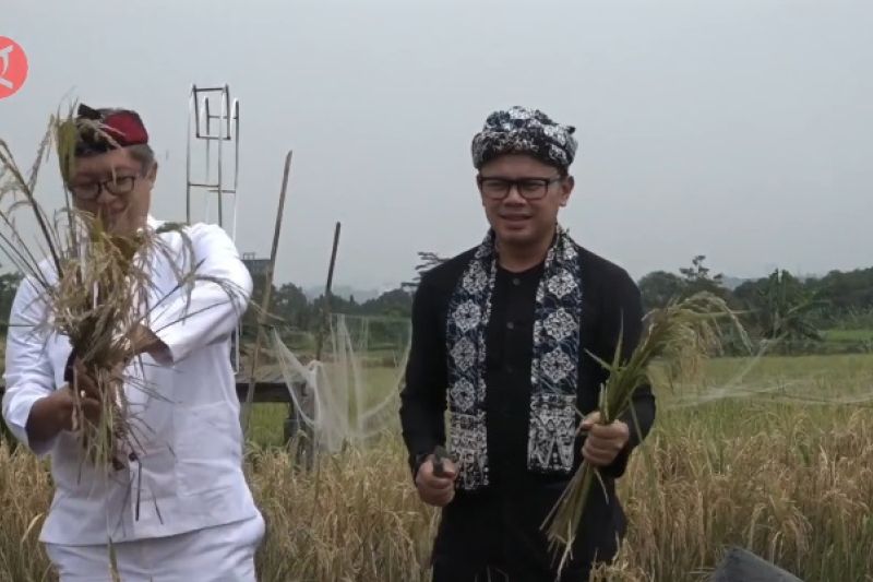 Wali Kota Bogor ingin lahan padi organik dipertahankan penggantinya