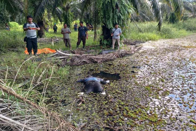 Mayat mengambang di rawa diduga pencuri buah sawit perusahaan