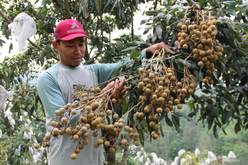 manfaat-buah-kelengkeng-untuk-kesehatan-ibu-hamil
