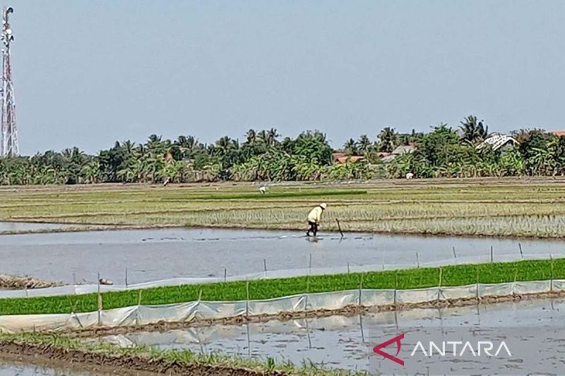 Pemkab pastikan ketahanan pangan di Cilacap tetap terjaga 2 sawah maos