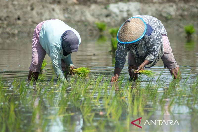 Percepatan tanam padi di Sigi