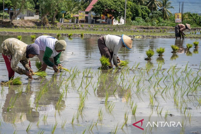 Percepatan tanam padi di Sigi