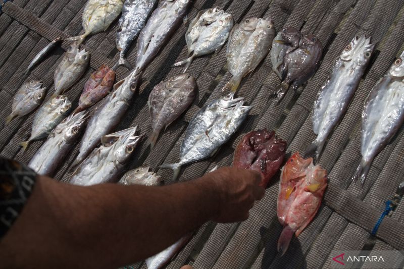 Harga Ikan Kering Naik di Musim Pancaroba