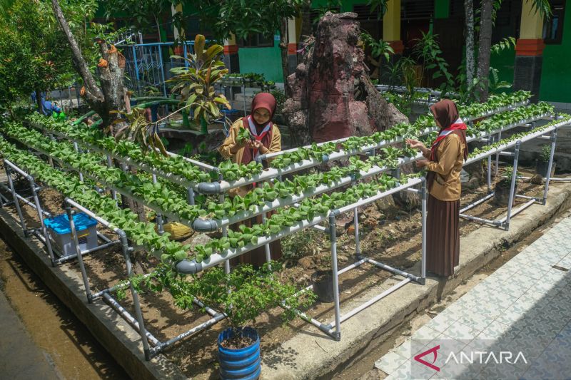 Pekarangan sekolah jadi lahan pertanian