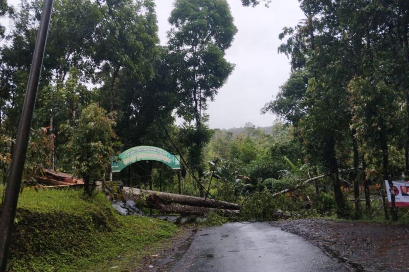 pohon tumbang