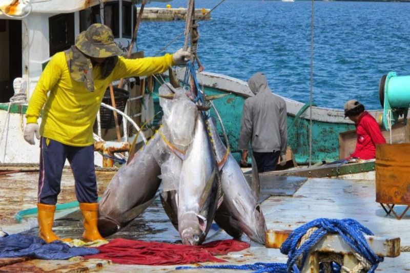 PT Perikanan Indonesia catat ekspor ikan Rp31 miliar pada 2023
