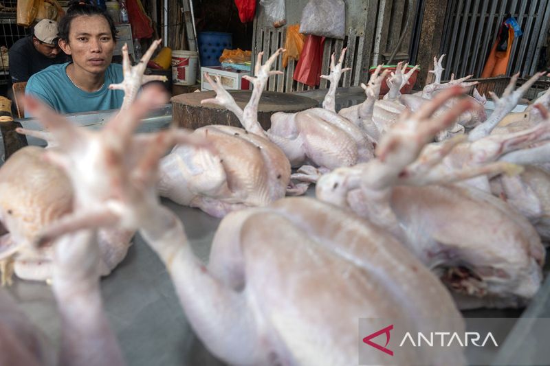 Jagung picu kenaikan harga ayam pedaging