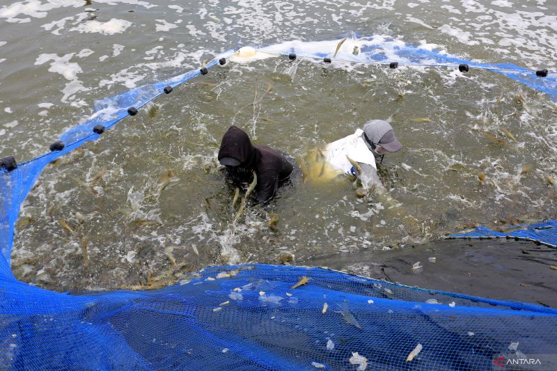 Peneliti ungkap adanya ciri kerja paksa dalam industri udang